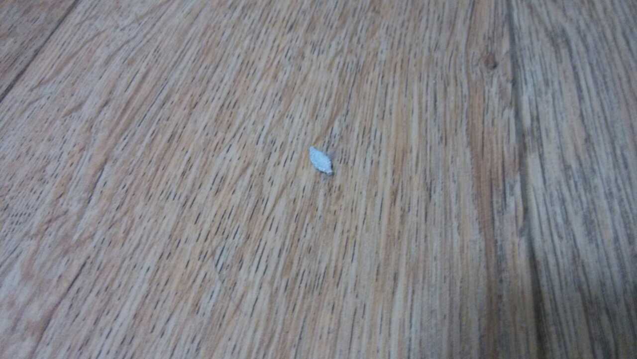 木地板長蟲嗎？